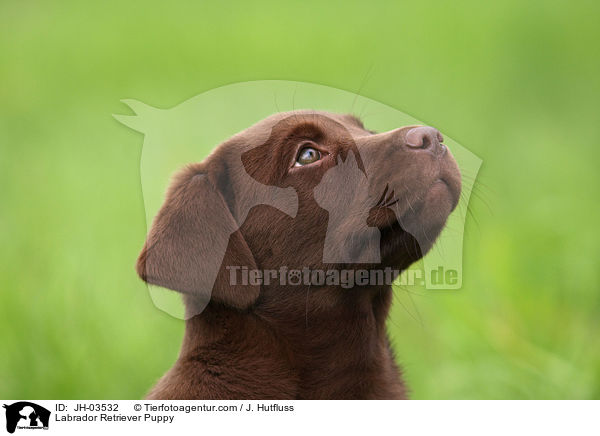 Labrador Retriever Puppy / JH-03532