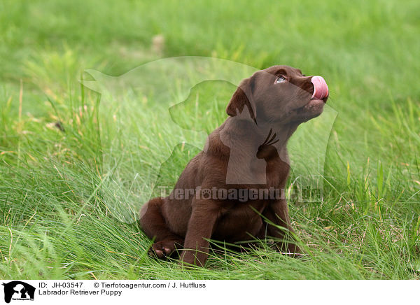 Labrador Retriever Puppy / JH-03547