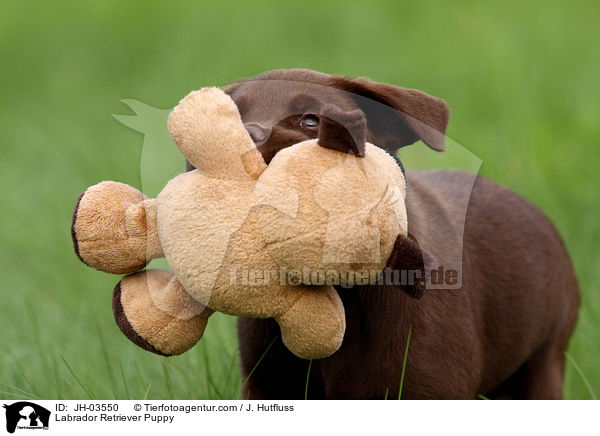 Labrador Retriever Puppy / JH-03550