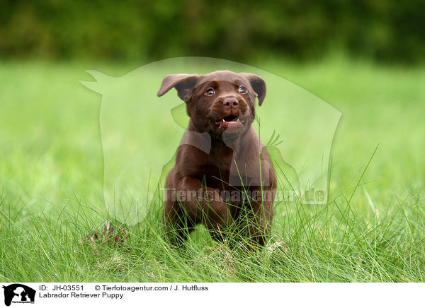 Labrador Retriever Puppy / JH-03551