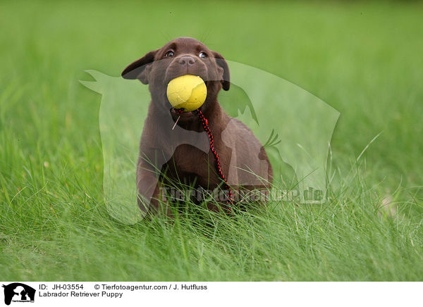 Labrador Retriever Puppy / JH-03554