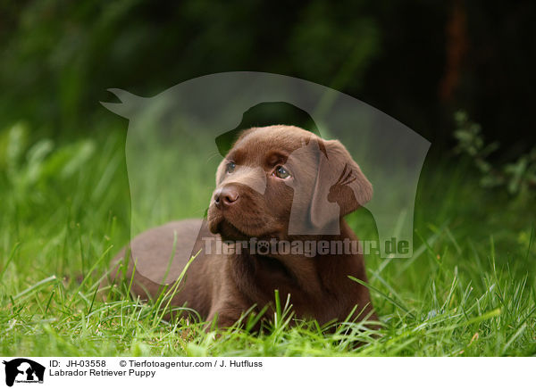 Labrador Retriever Puppy / JH-03558