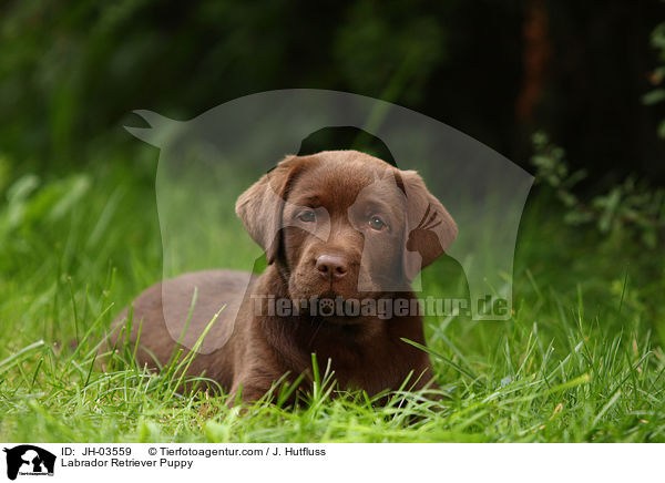 Labrador Retriever Puppy / JH-03559
