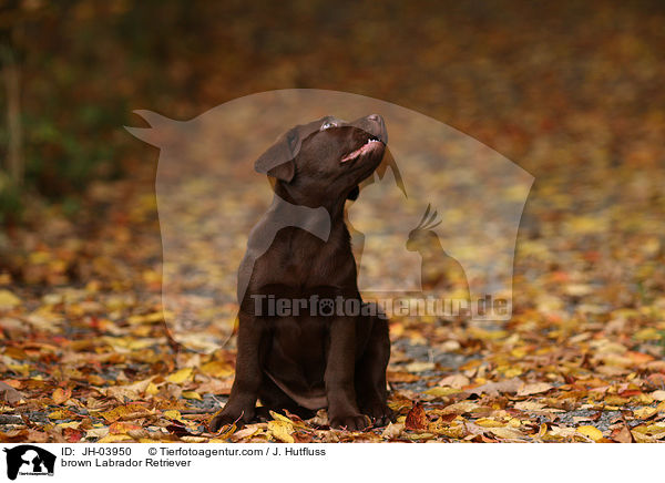 brown Labrador Retriever / JH-03950