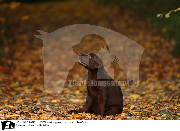 brown Labrador Retriever / JH-03952