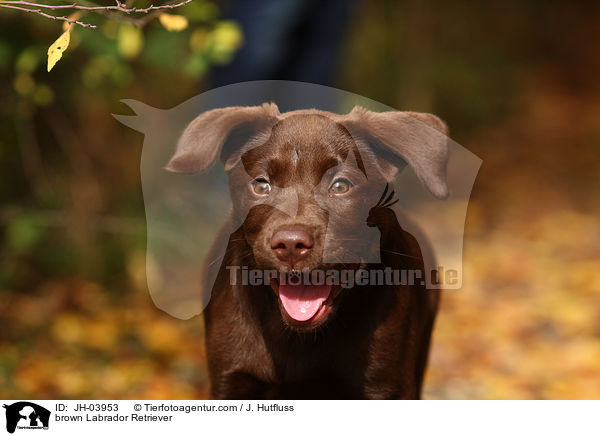 brown Labrador Retriever / JH-03953