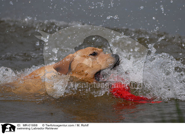 swimming Labrador Retriever / MR-01888