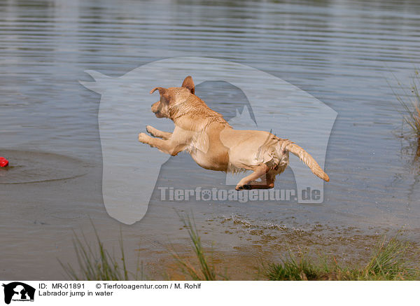 Labrador jump in water / MR-01891