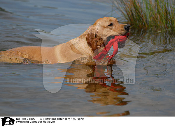 swimming Labrador Retriever / MR-01893