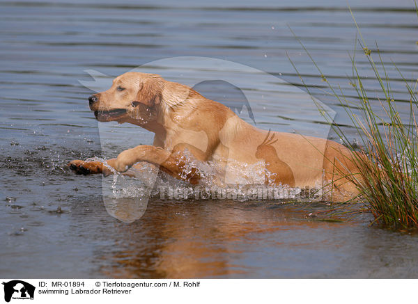 swimming Labrador Retriever / MR-01894