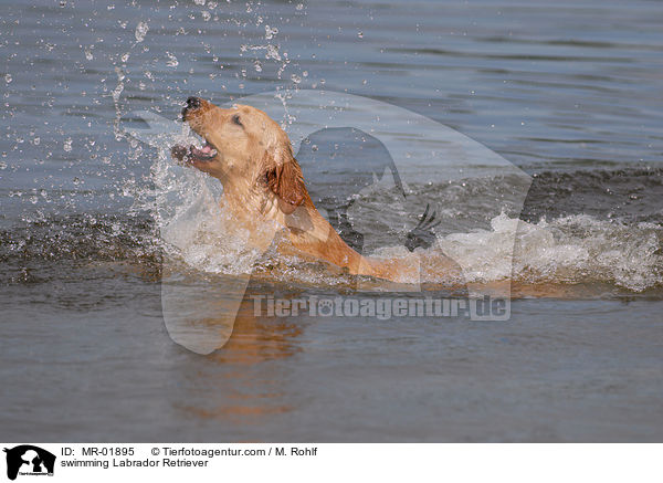 swimming Labrador Retriever / MR-01895