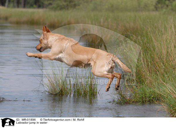 Labrador jump in water / MR-01896