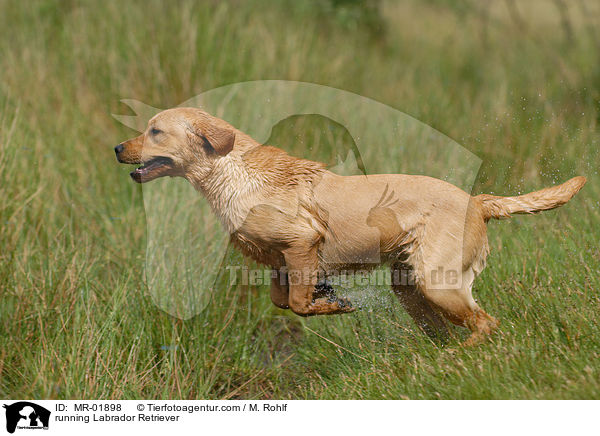 running Labrador Retriever / MR-01898