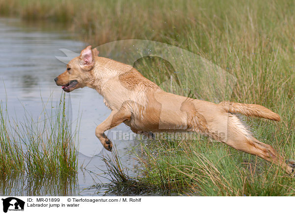 Labrador jump in water / MR-01899