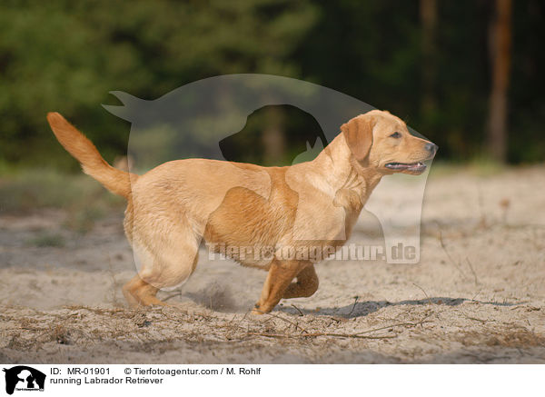 running Labrador Retriever / MR-01901