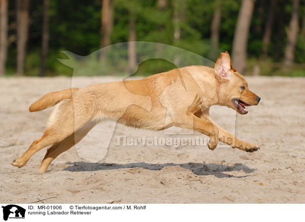 running Labrador Retriever / MR-01906