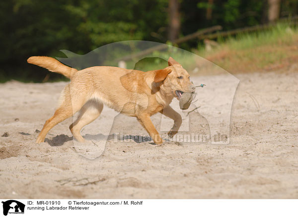 running Labrador Retriever / MR-01910