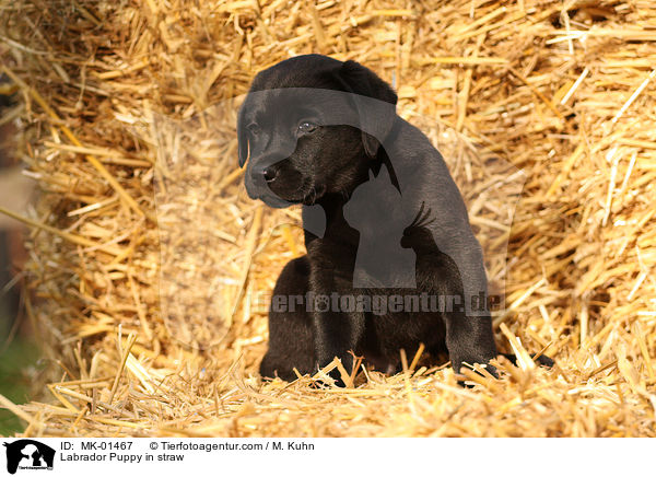 Labrador Puppy in straw / MK-01467