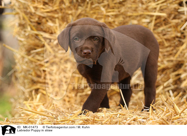 Labrador Puppy in straw / MK-01473