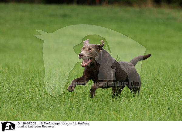 running Labrador Retriever / JH-07555