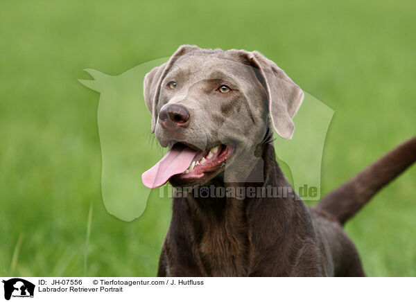 Labrador Retriever Portrait / JH-07556