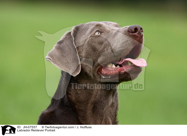 Labrador Retriever Portrait / JH-07557