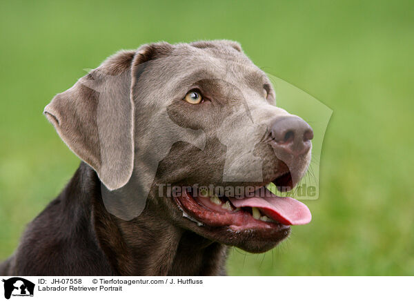 Labrador Retriever Portrait / JH-07558