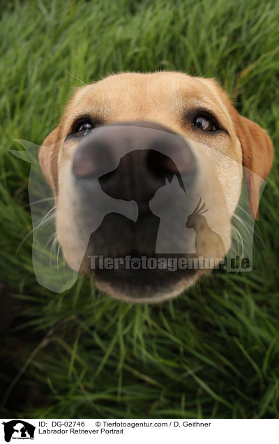 Labrador Retriever Portrait / DG-02746