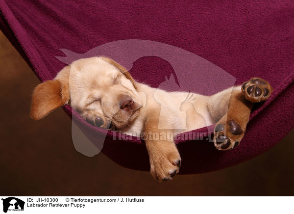 Labrador Retriever Puppy / JH-10300