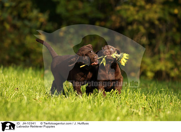 Labrador Retriever Puppies / JH-10341