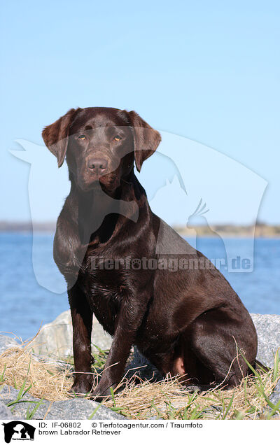 brown Labrador Retriever / IF-06802