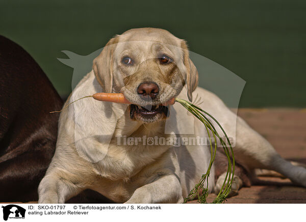 eating Labrador Retriever / SKO-01797