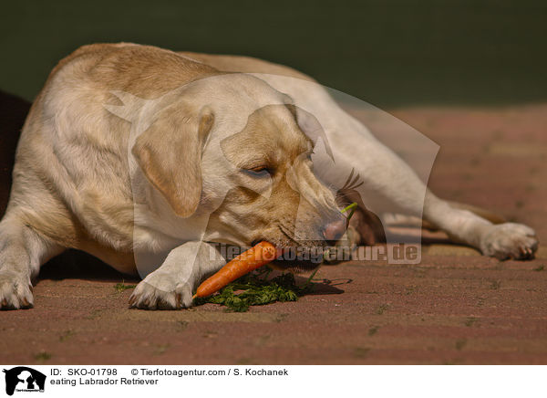 eating Labrador Retriever / SKO-01798