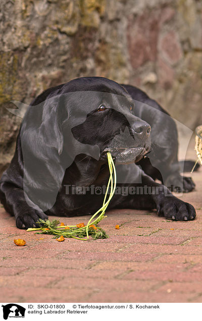 eating Labrador Retriever / SKO-01800