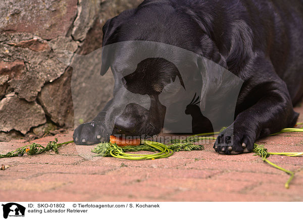 eating Labrador Retriever / SKO-01802