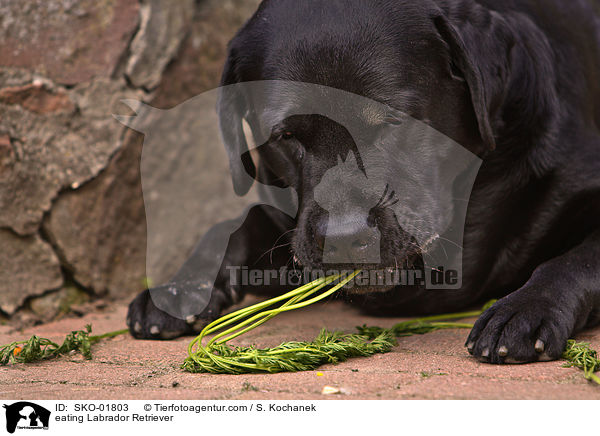 eating Labrador Retriever / SKO-01803