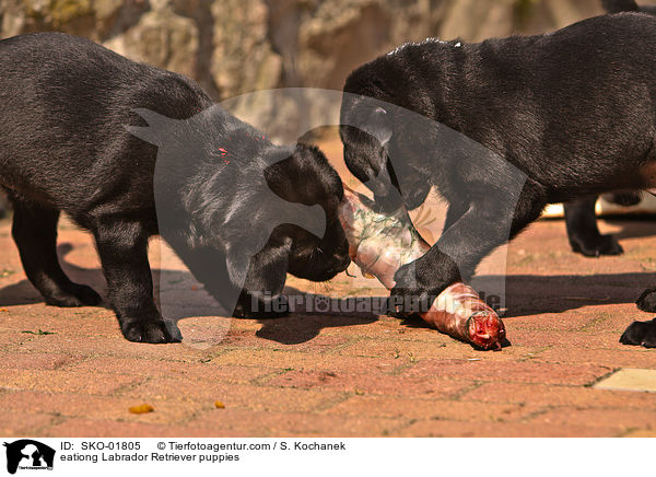 eationg Labrador Retriever puppies / SKO-01805