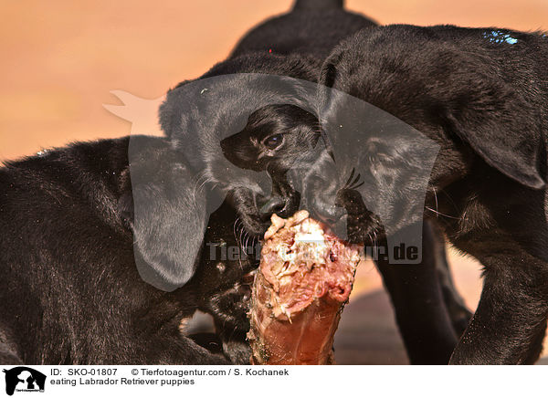 eating Labrador Retriever puppies / SKO-01807