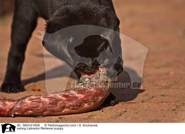 eating Labrador Retriever puppy / SKO-01808