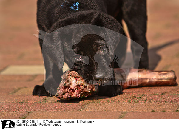 eating Labrador Retriever puppy / SKO-01811