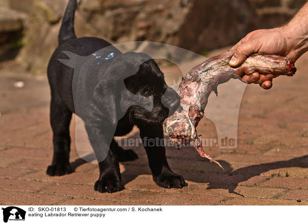 eating Labrador Retriever puppy / SKO-01813