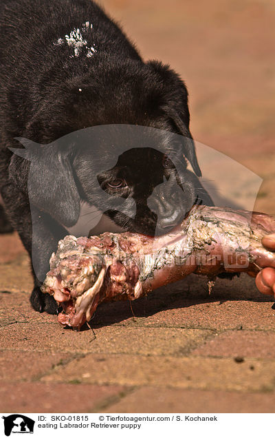 eating Labrador Retriever puppy / SKO-01815