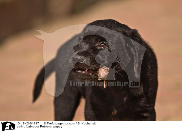 eating Labrador Retriever puppy / SKO-01817