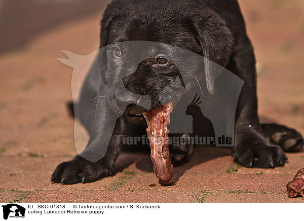 eating Labrador Retriever puppy / SKO-01818