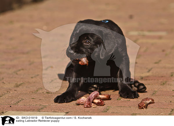 eating Labrador Retriever puppy / SKO-01819