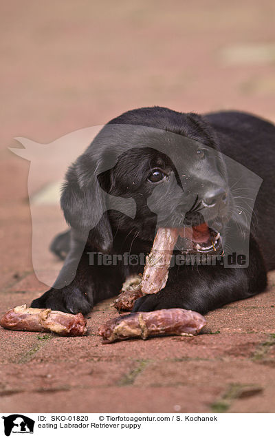 eating Labrador Retriever puppy / SKO-01820