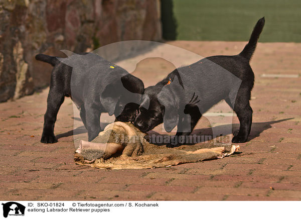 eationg Labrador Retriever puppies / SKO-01824