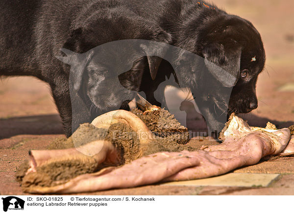 eationg Labrador Retriever puppies / SKO-01825