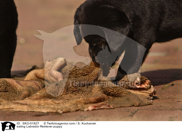 eating Labrador Retriever puppy / SKO-01827