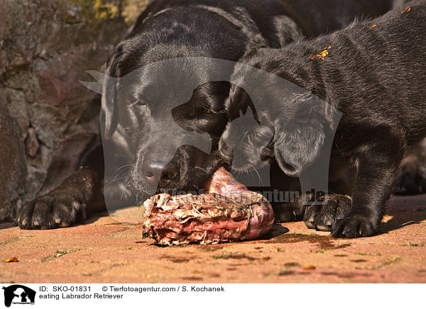 eating Labrador Retriever / SKO-01831